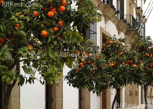 Tryp Jerez 11